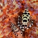 shrimp_coleman_bhr_tam_v_0527_bal6483.jpg